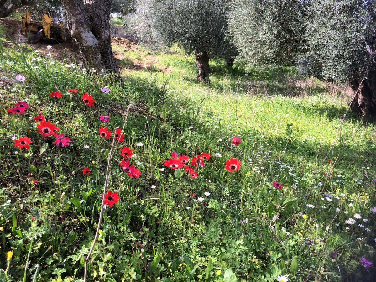 Hakuna Matata Holidays Wooden Lodge With Airco & Pool In Greek Olive Grove Methoni (Messenia) Exterior foto