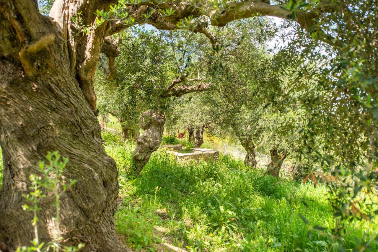 Hakuna Matata Holidays Wooden Lodge With Airco & Pool In Greek Olive Grove Methoni (Messenia) Exterior foto
